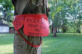 Statement trees are a wholesale nursery specialising in larger size ornamental trees and shrubs with the aim to provide. Making A Statement About Trees News Sports Jobs Marietta Times