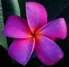 Frangipani Plumeria 8 Plumeria Flowers Tropical Flower Plants Plants