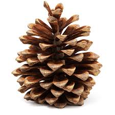 Pine Cone 3dprinting Design Pine Cones 3d Design