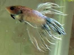 Or you're looking for help diagnosing some sort of potential beta fish first off, i'm sorry to hear you've got a sick betta on your hands. Complete Guide To Betta Fish Diseases And Treatment With Pictures Fish Care