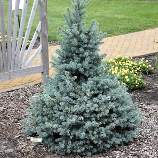 Dwarf Blue Spruce 'Sester' | Kennedy's Country Gardens | Garden Center |  Scituate, MA
