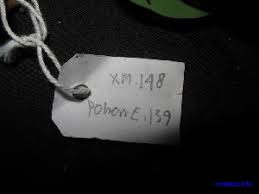 Image result for Platysepalum