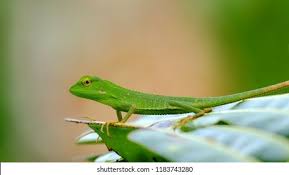 Image result for Urochloa jubata