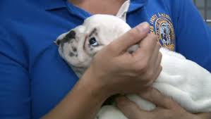 East coast puppies pet store that sell puppies in nj. Crates Full Of Puppies Found In Hot Van At N J Walmart