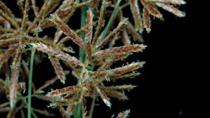 Image result for Pycreus macrostachyus