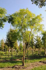 Image result for Styphnolobium