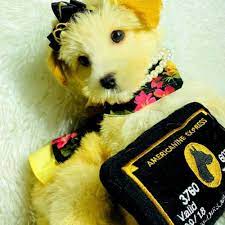 Pin On Puppies