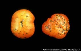 Image result for tomato seedling xanthomonas vesicatoria