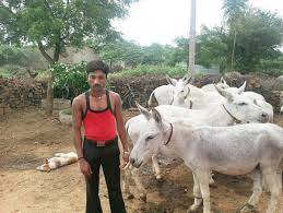 Even a donkey has its day here in Karnataka - The Hindu