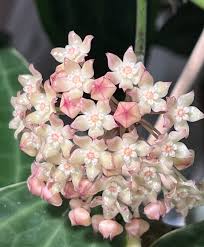 Image result for Carvalhoa macrophylla