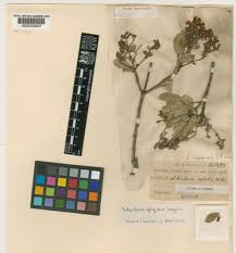 Image result for Schrebera alata