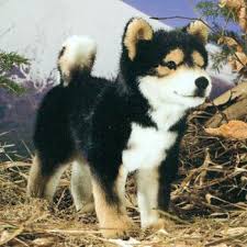 Black And Tan Teacup Shiba Inu Puppy Kosen Plush Black Shiba Inu Stuffed Animal Shiba Inu Animals Cute Animals