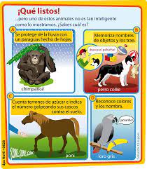 Que Listos Perro Collie Dia Del Animal Animales