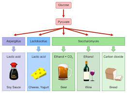 Alcoholic Fermentation Bing Images Fermentation Fermentation Products Food Additives