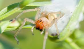 Image result for yellow sac spider bite skin