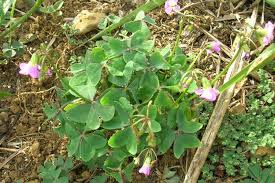 Image result for Oxalis latifolia