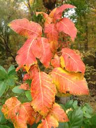 In western states, it is a shrubby bush that grows to around 3 feet tall. Toxicodendron Radicans Wikipedia