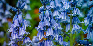 Maybe you would like to learn more about one of these? A Guide To Colorado Wildflowers Wildflower Season