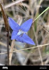 Image result for Wahlenbergia denticulata
