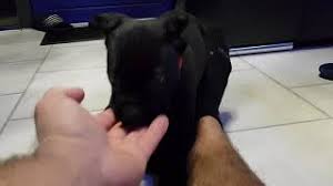 Maybe you would like to learn more about one of these? My New Black Panther Baby Panthera Youtube