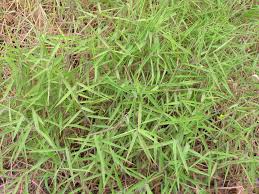 Image result for Melinis minutiflora