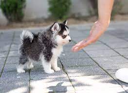 Are you considering adding a teacup puppy? Available Teacup Pomskys American Pomskys In 2021 Pomsky Puppies Pomsky Puppies For Sale Cutest Puppy Ever