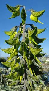 Image result for Crotalaria kirkii
