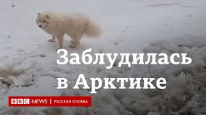 Собака потерялась в арктике porn video on BrownPorn