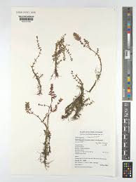 Image result for Laurembergia repens