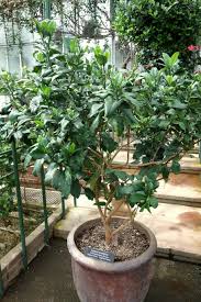 Image result for Tabernaemontana