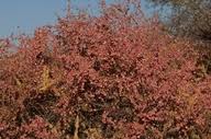 Image result for Phaeoptilum spinosum
