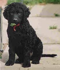 Curly coated retriever breeders in australia and new zealand. Curly Coated Retriever Dogs In Canada Canadogs