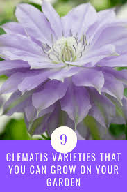Initially, reddish lesions start to appear along the stems, but the onset and spread of clematis wilt can be quick. 9 Clematis Varieties That You Can Grow On Your Garden Aven Gardening