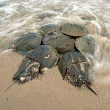 This Crab Could Save Your Life If Humans Don T Wipe It Out First Wildlife The Guardian