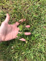 Maybe you would like to learn more about one of these? Tim Mcguffin En Twitter Buttonweed Diodia Virginiana Blends In With St Augustine Grass Runs Parallel With The Grass Runners Doesn T Grow Taller Than The Grass And Only Occasionally Pops A Flower That