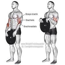 Curl concentré, musculation biceps : Musculationexercice Exercice Trainning Musculation Template Musculation Pompe Abdos Exercice Sans Materiel Musculation Exercice Biceps Exercice Musculation