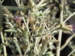 Image result for Pechuel-Loeschea leubnitziae