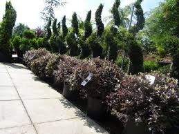 Check spelling or type a new query. Pittosporum Tenuifolium Tom Thumb Tawhiwhi Tom Thumb Evergreen Plants Plants Woodland Garden