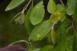 Image result for Hippocratea volkensii