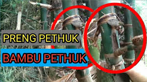 Menurut kepercayaan, bambu petuk wali dapat menaklukkan semua khodam yang terdapat dalam bambu petuk lainnya. Contoh Bentuk Pring Pethuk Bambu Pethuk Youtube
