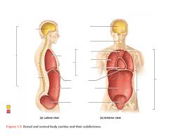 Maybe you would like to learn more about one of these? Dorsal And Ventral Body Cavities And Their Subdivisions Quiz