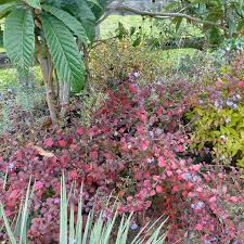 Image result for Ceratostigma griffithii
