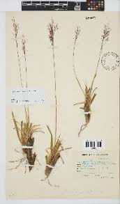Image result for Panicum pilgerianum