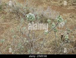 Image result for Ipomoea adenioides