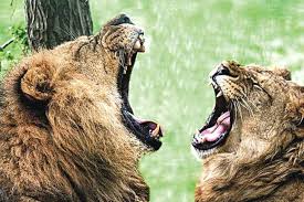 Nugaišus patelei liūto poelgis su jaunikliu nustebino prižiūrėtojus