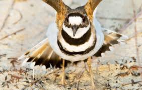 Common Birds Of North Idaho Killdeer Predator Birds Killdeer