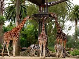 The newest, cutest baby animals from the world's accredited zoos and aquariums. Melbourne Zoo Attraction Melbourne Victoria Australien