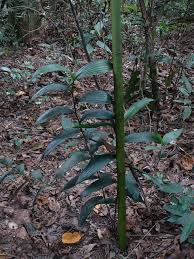 Image result for Corymborkis corymbis