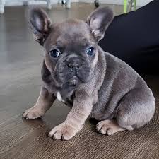 Our puppies are our in home pets. French Bulldog For Sale In St Clair County 12 Petzlover