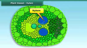 Check spelling or type a new query. Plant Vessel Xylem Youtube